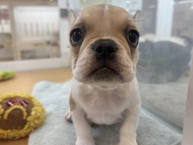 フレンチブルドッグ