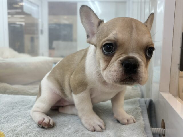 フレンチブルドッグ