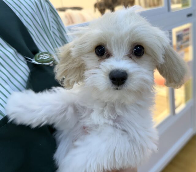 キャバビション