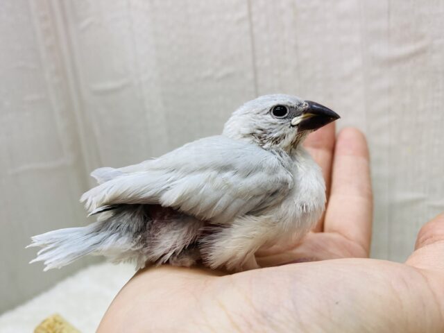 シルバー文鳥