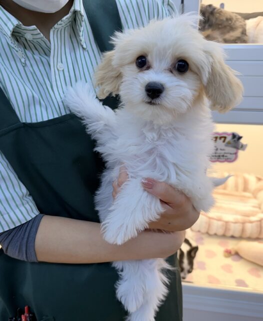 キャバビション