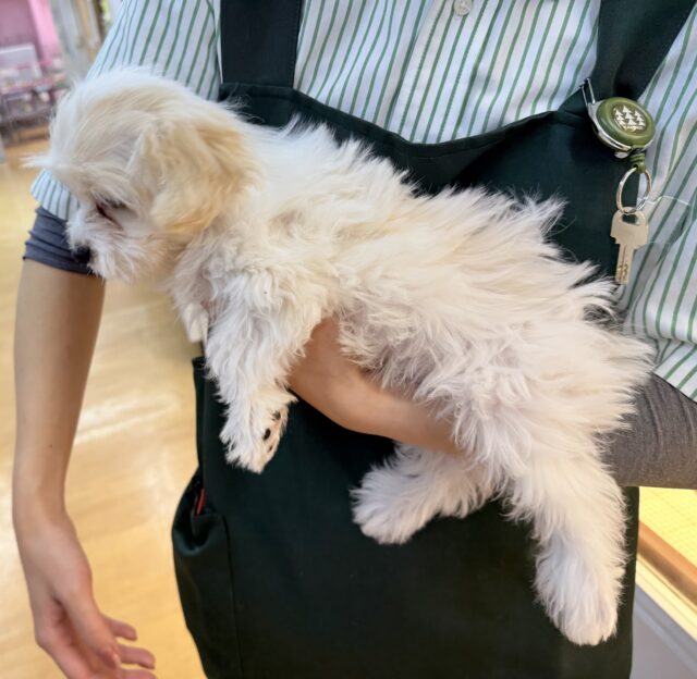 最新📷めちゃカワなキャバビションくん キャバビション