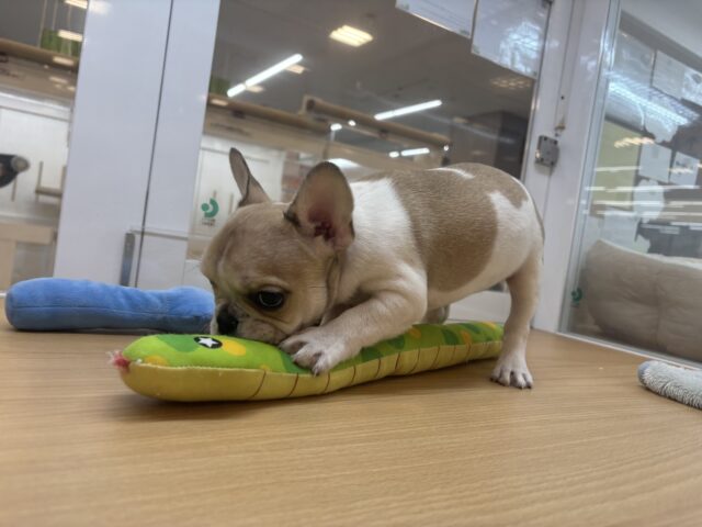 フレンチブルドッグ