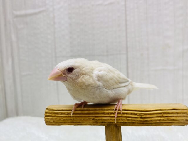 ヨーロッパ十姉妹