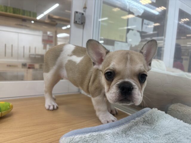 フレンチブルドッグ