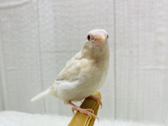 ヨーロッパ十姉妹