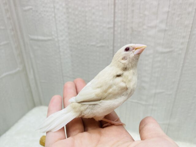 ヨーロッパ十姉妹