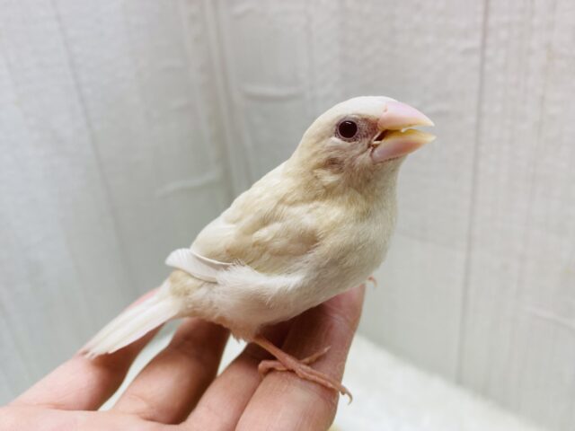 ヨーロッパ十姉妹