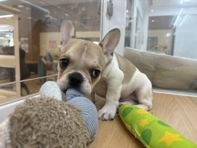 フレンチブルドッグ