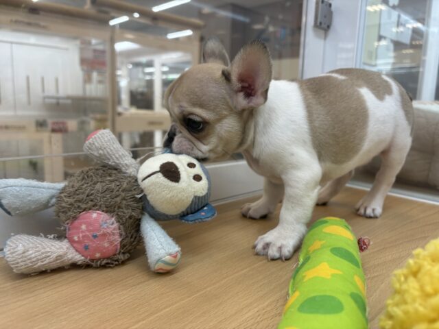 フレンチブルドッグ