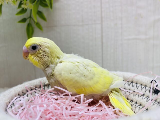 セキセイインコ