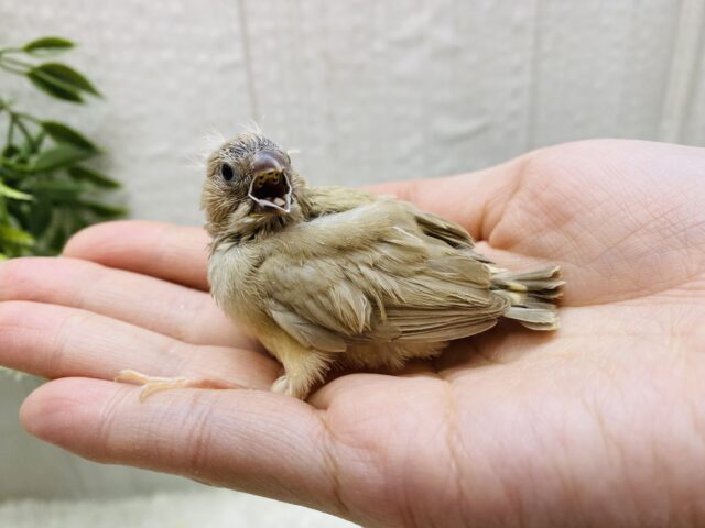 錦花鳥（キンカチョウ）