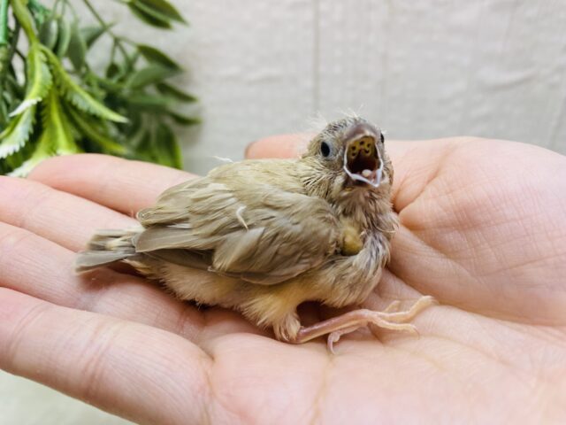 錦花鳥（キンカチョウ）