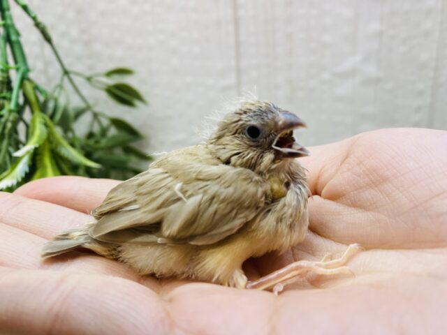 錦花鳥（キンカチョウ）