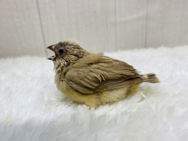 錦花鳥（キンカチョウ）