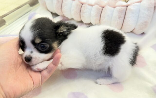 更新📷牛さんのような模様のチワワちゃん! チワワ