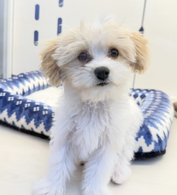 最新📷めちゃカワなキャバビションくん キャバビション