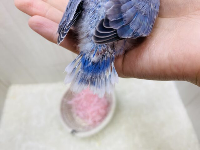 コザクラインコ（小桜インコ）