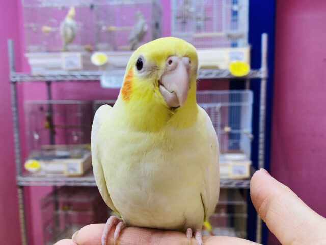 オカメインコ
