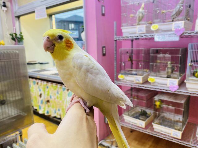オカメインコ