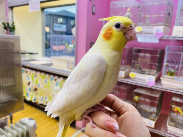 オカメインコ