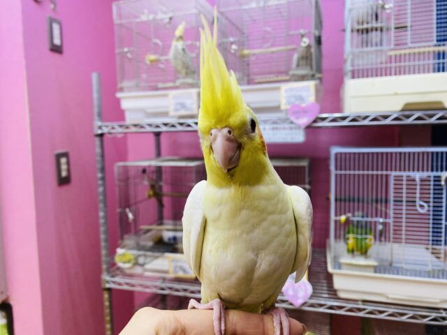 オカメインコ