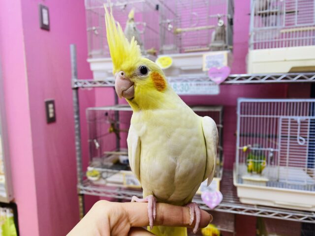 オカメインコ