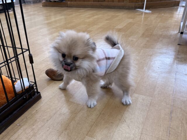 ポメペキ（ペキポメ）