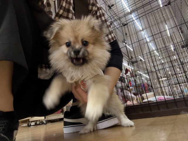 ポメペキ（ペキポメ）