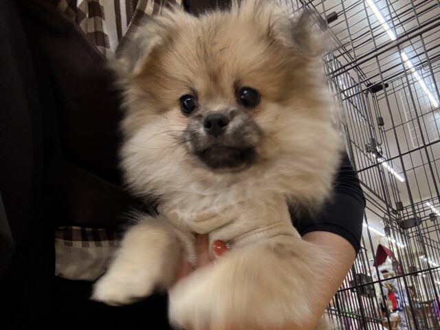 ポメペキ（ペキポメ）