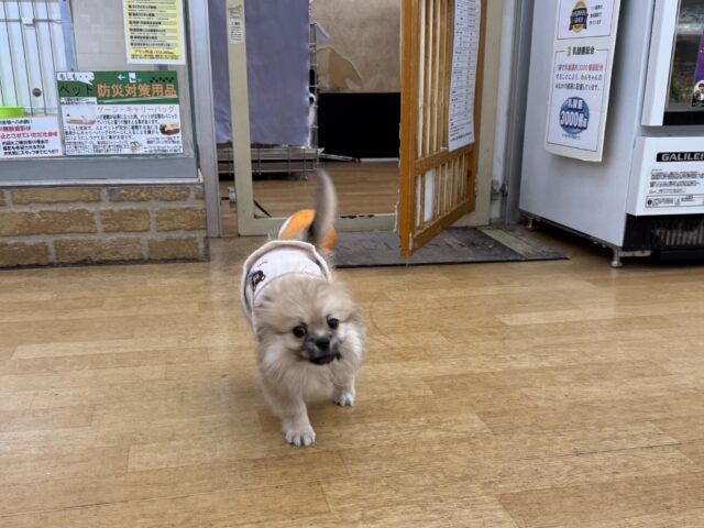 ポメペキ（ペキポメ）