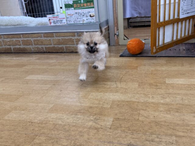 ポメペキ（ペキポメ）