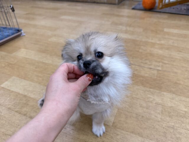 ポメペキ（ペキポメ）