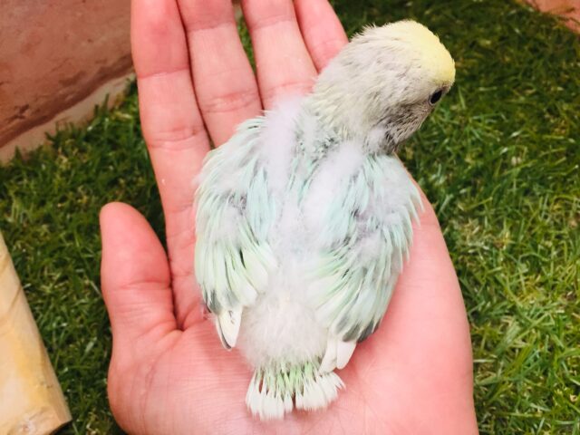 コザクラインコ（小桜インコ）