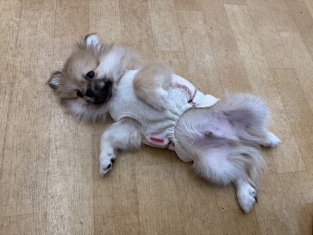 ポメペキ（ペキポメ）