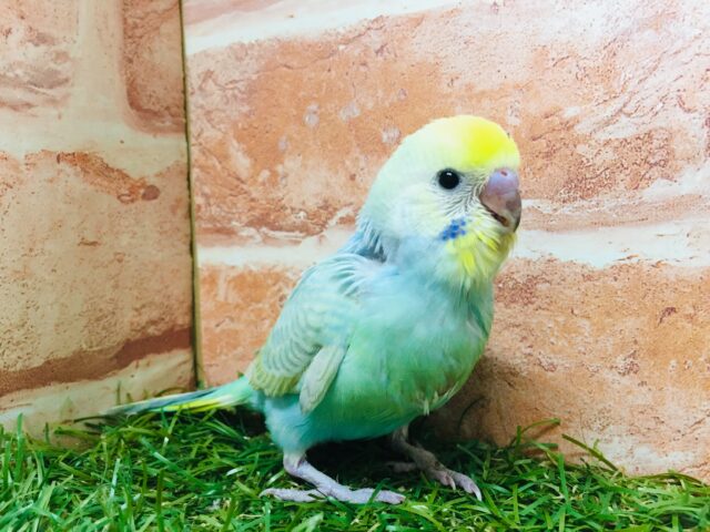 ②レインボーセキセイちゃん🌈🌈 セキセイインコ セキセイインコ