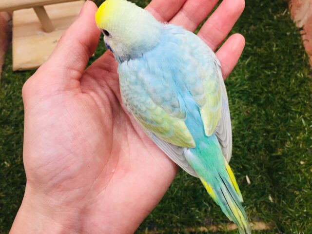 ②レインボーセキセイちゃん🌈🌈 セキセイインコ セキセイインコ