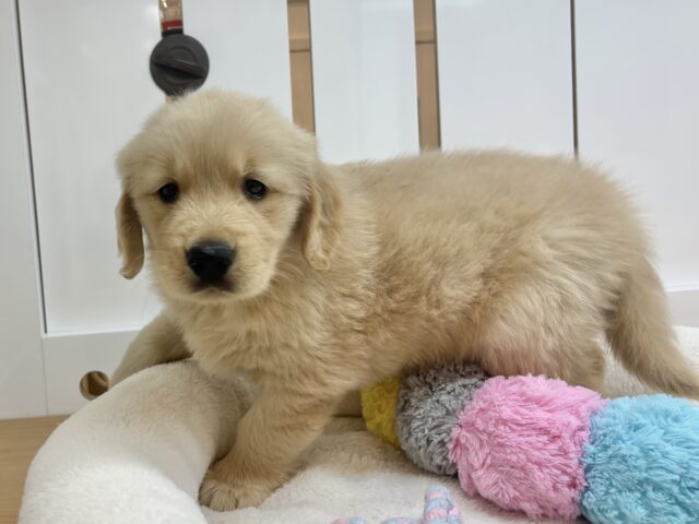 ゴールデンレトリバー