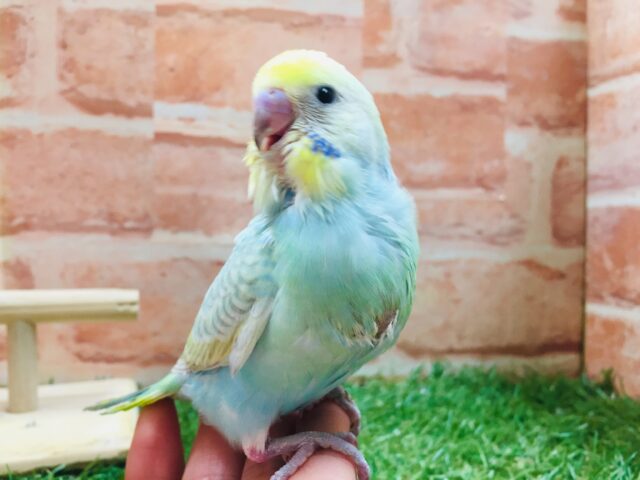 ②レインボーセキセイちゃん🌈🌈 セキセイインコ セキセイインコ