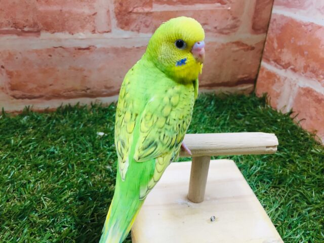 セキセイインコ