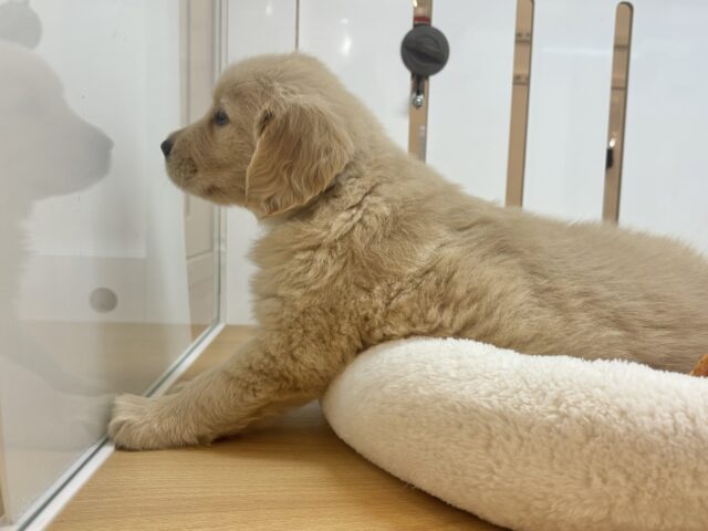 ゴールデンレトリバー