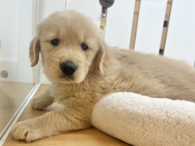 ゴールデンレトリバー