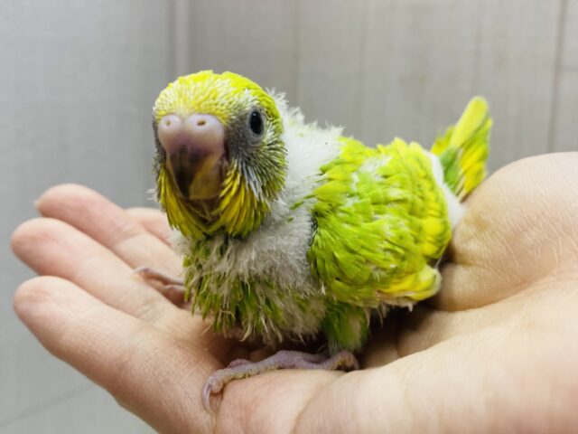 セキセイインコ