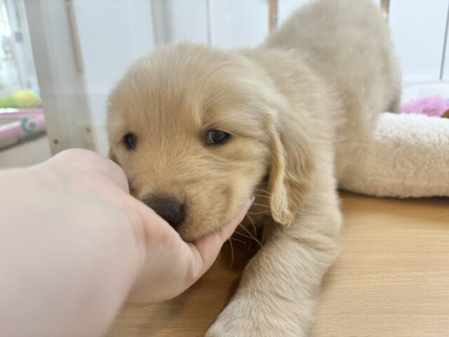 ゴールデンレトリバー