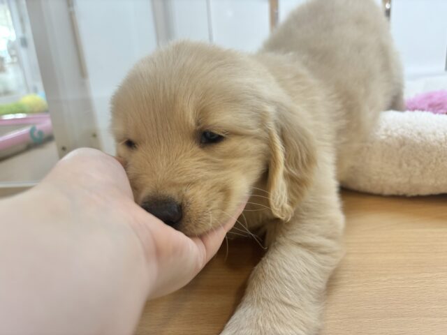 ゴールデンレトリバー