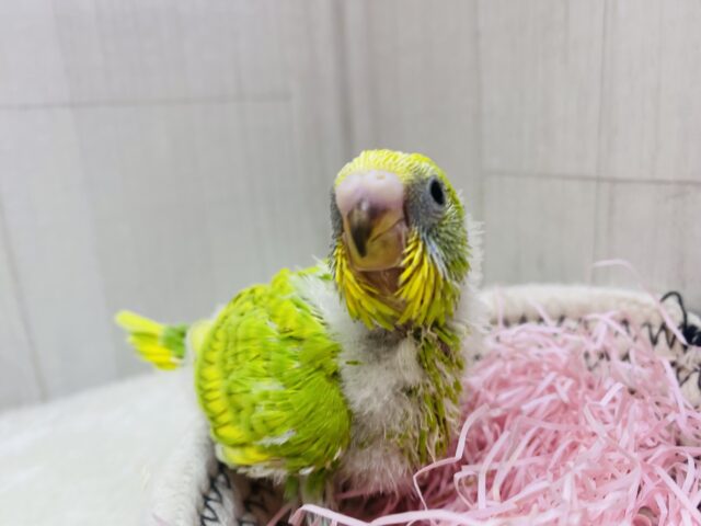 セキセイインコ