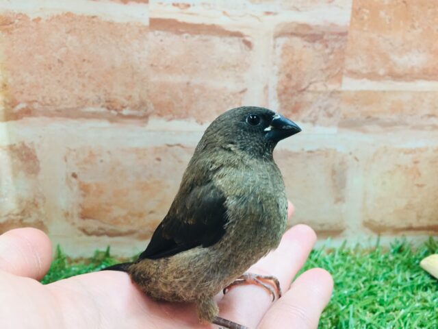 ヨーロッパ十姉妹