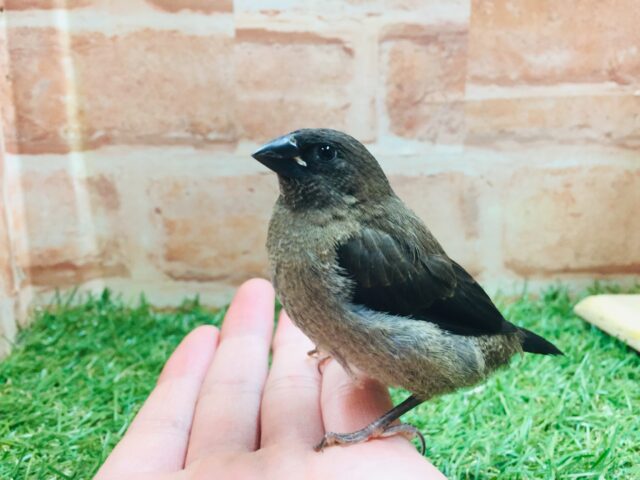 ヨーロッパ十姉妹