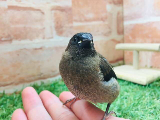 ヨーロッパ十姉妹