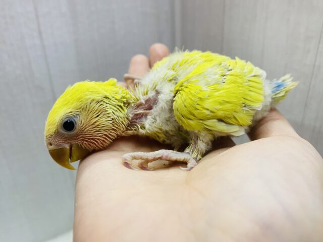 コザクラインコ（小桜インコ）